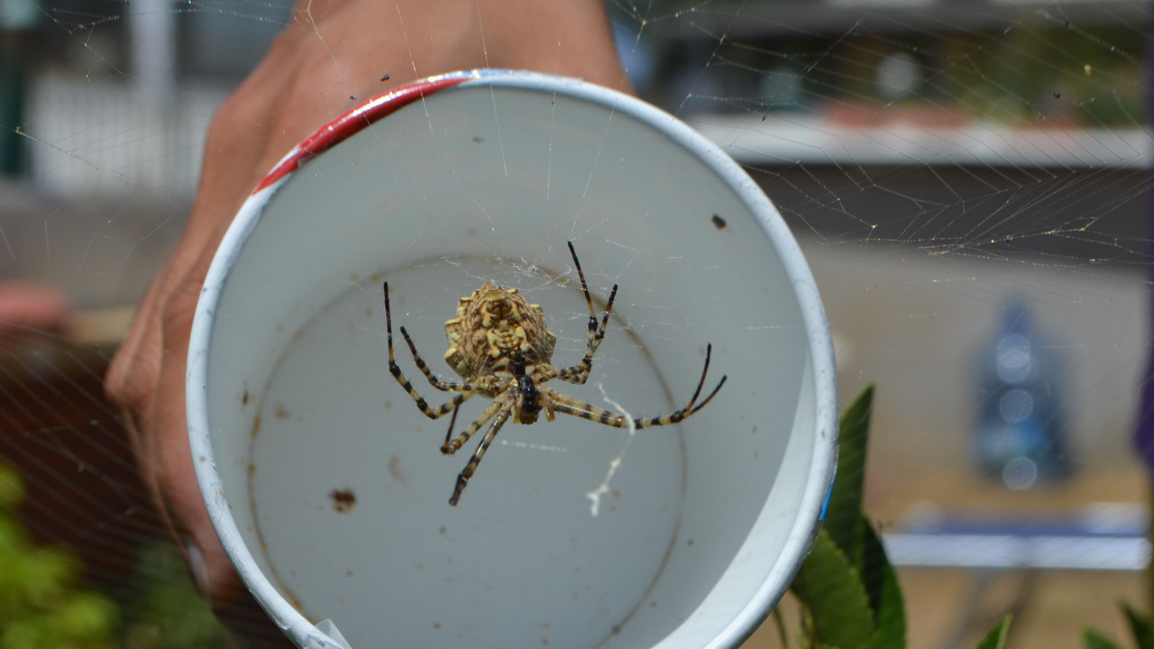 Dünyanın en zehirli örümcek türlerinden 'argiope lobata Ayvalık'ta yakalandı