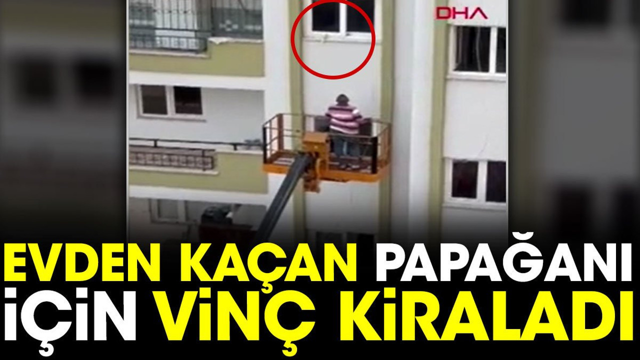 Evden kaçan papağanı için vinç kiraladı