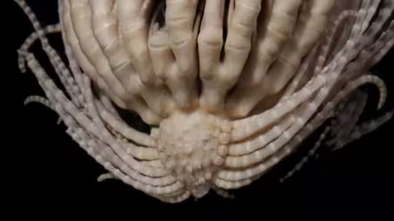 Antarktika'da yeni bir deniz canlısı türü keşfedildi