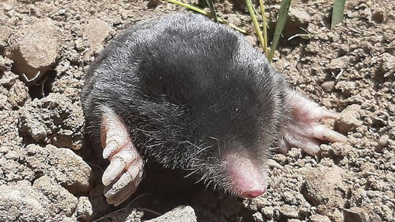 Hakkari'de yeni köstebek türleri keşfedildi