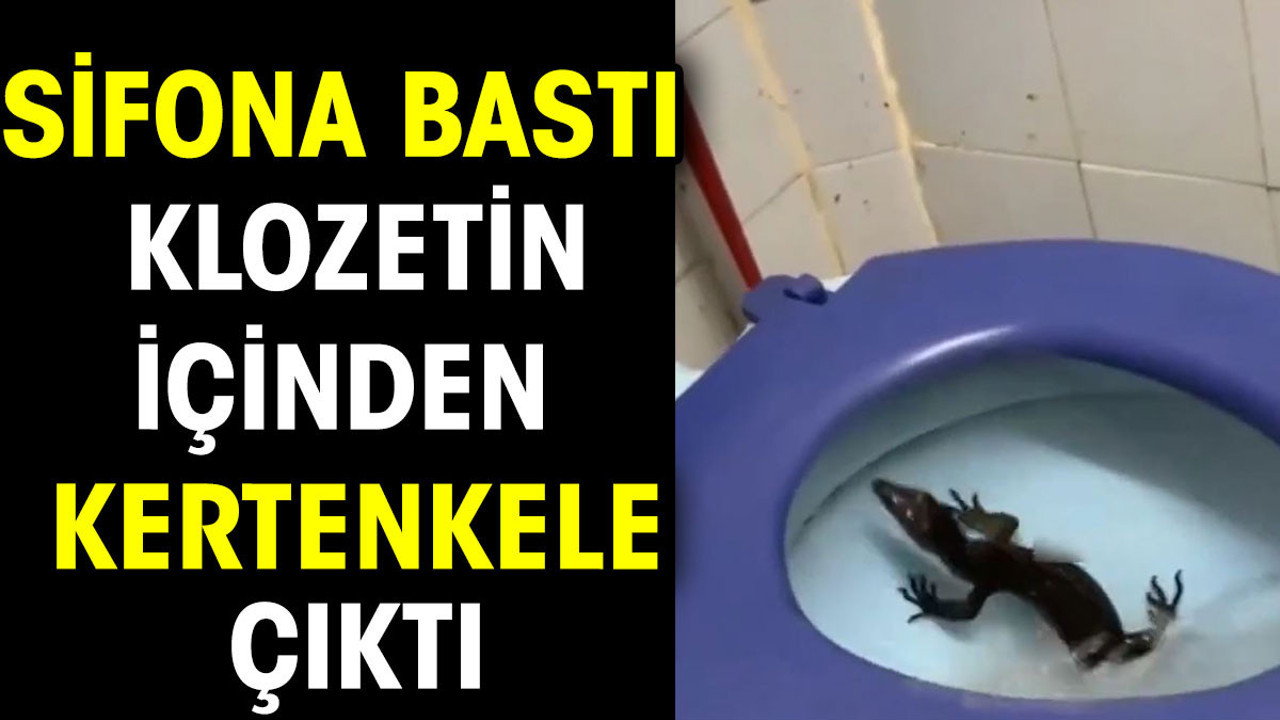 Sifona bastı klozetin içinden kertenkele çıktı