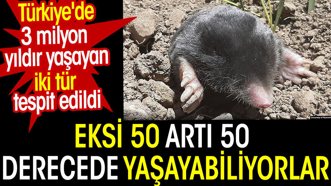 Türkiye'de 3 milyon yıldır yaşayan iki köstebek türü tespit edildi
