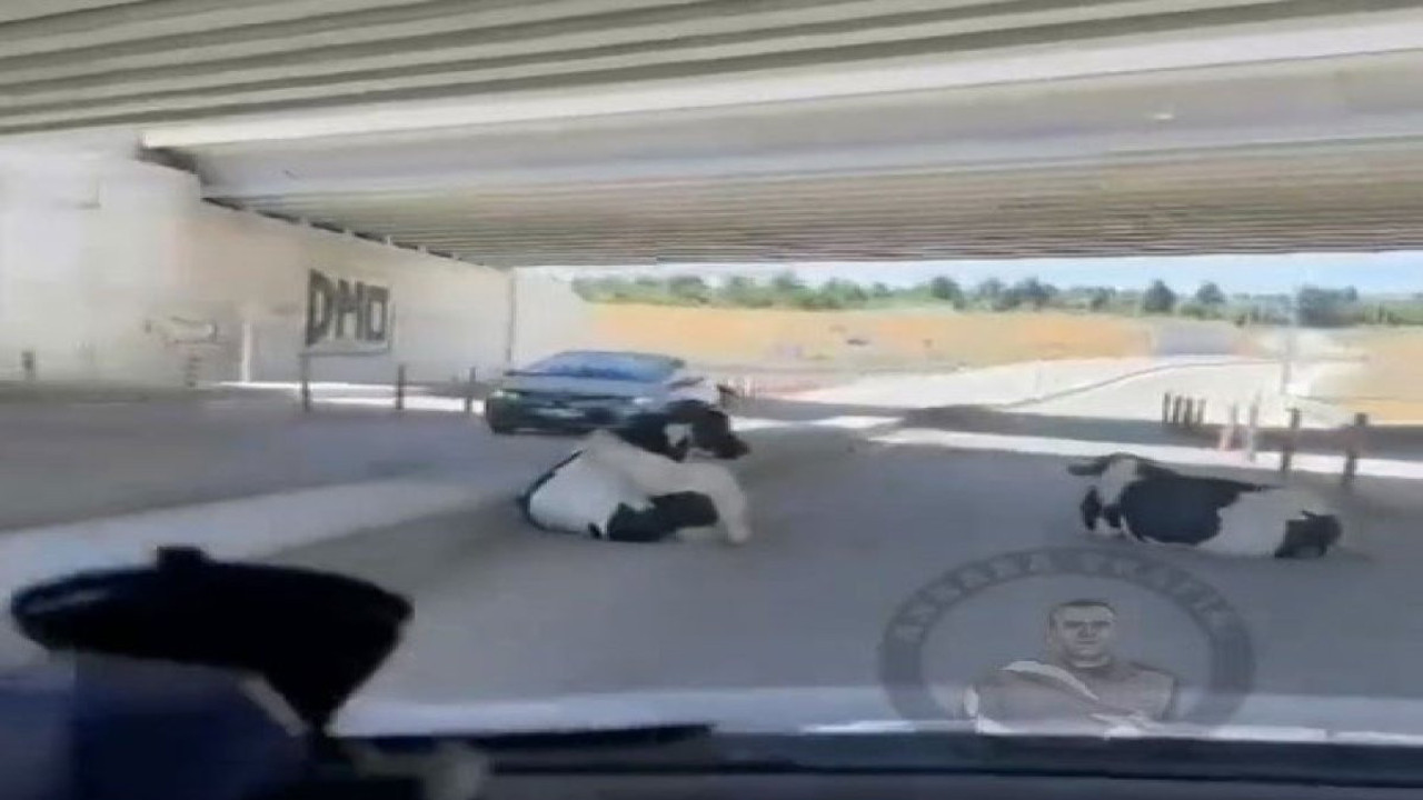 Ağaçların kıymetini bu inekler kadar öğrenemediniz