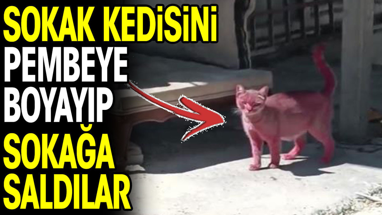 Sokak kedisini pembeye boyayıp sokağa saldılar