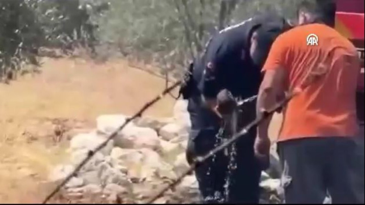 Kaş’ta jandarma kaplumbağayı yanmaktan son kurtardı