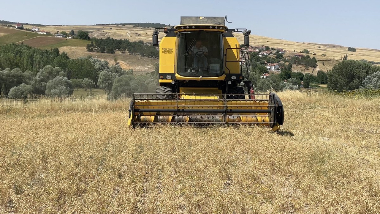 Yozgat'ta nohut hasadı başladı. Fiyatı 22 ile 25 TL arasında değişiyor