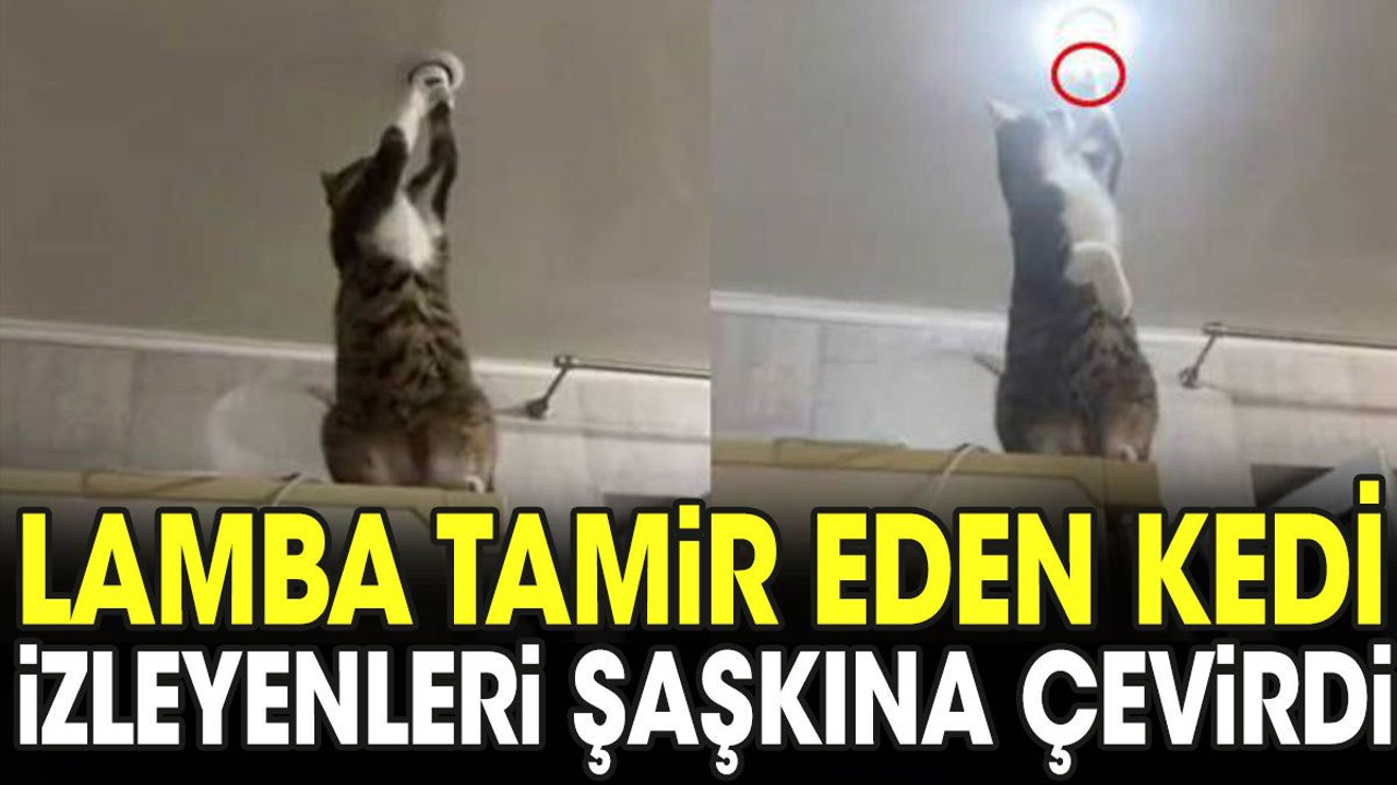 Lamba tamir eden kedi izleyenleri şaşkına çevirdi