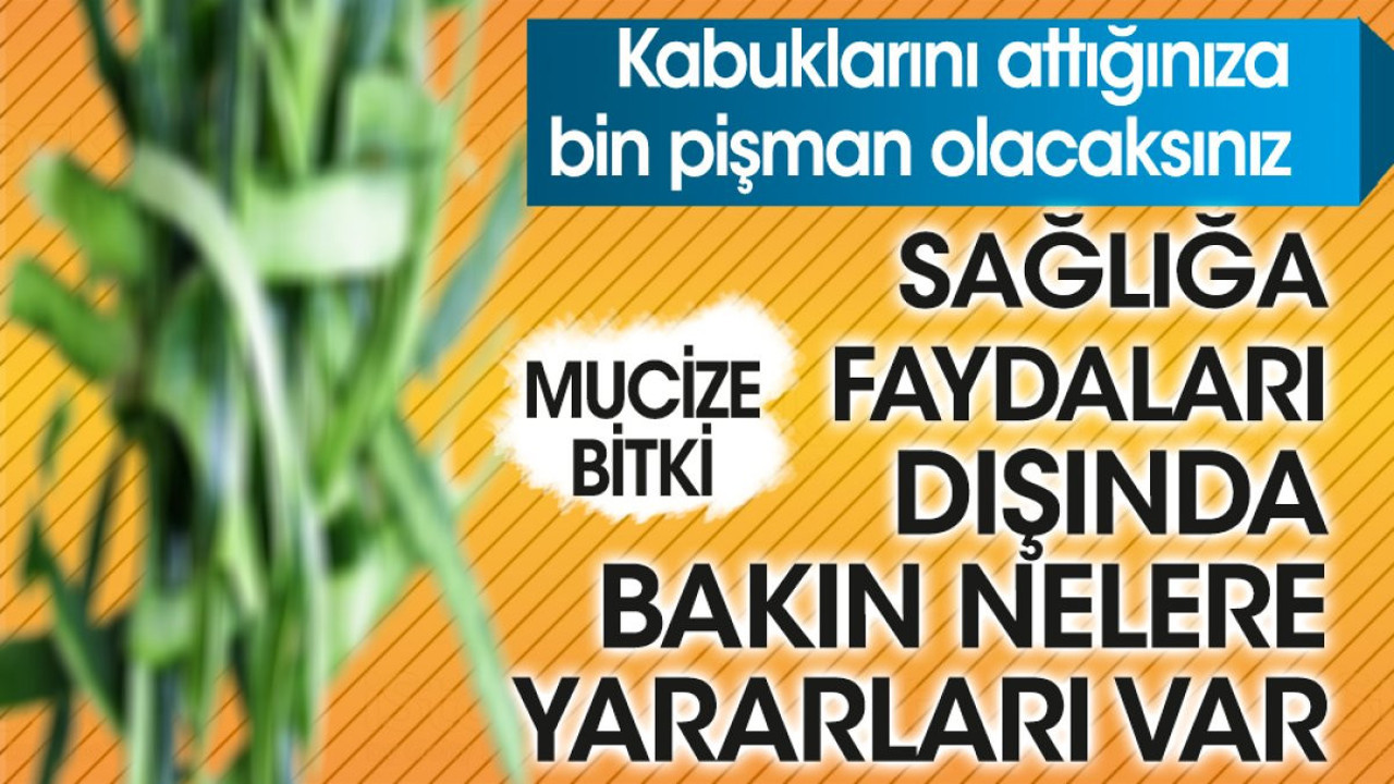 Sağlığa faydaları dışında bakın nelere yararları var. Kabuklarını attığınıza bin pişman olacaksınız