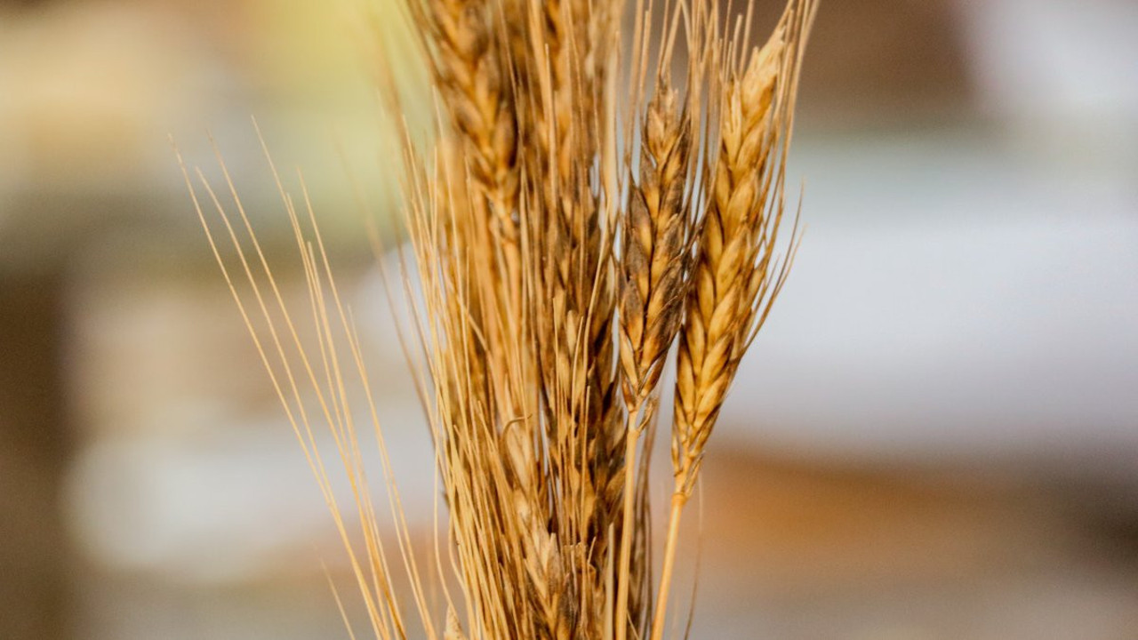 Ata tohumundan üretilen mucize besin ortaya çıktı. Kanser tedavisinde yan etkileri azaltıyor