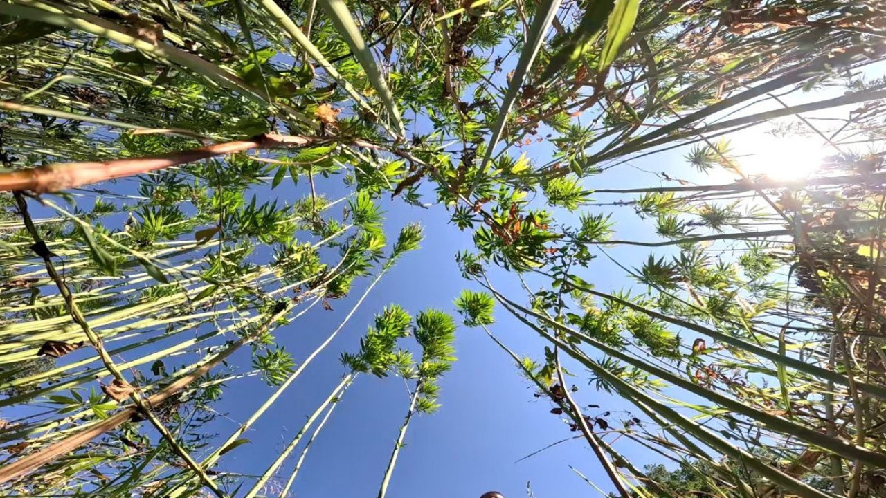 Samsun'da kenevir ekim alanları genişliyor