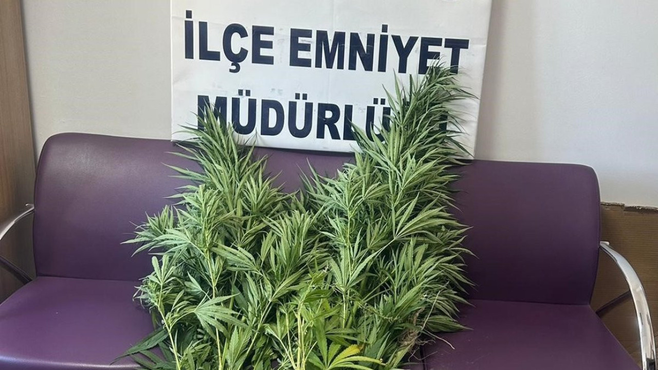 Bitlis’te 10 kök Hint keneviri ele geçirildi