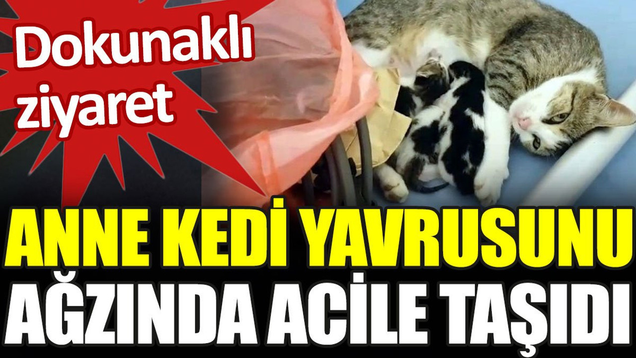 Anne kedinin dokunaklı ziyareti. Yavrusunu acile taşıdı
