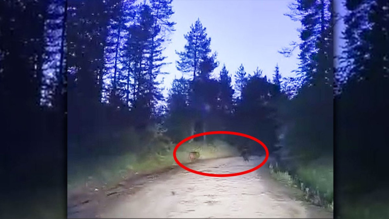 Düzce’de yaban hayat araç kamerasına takıldı