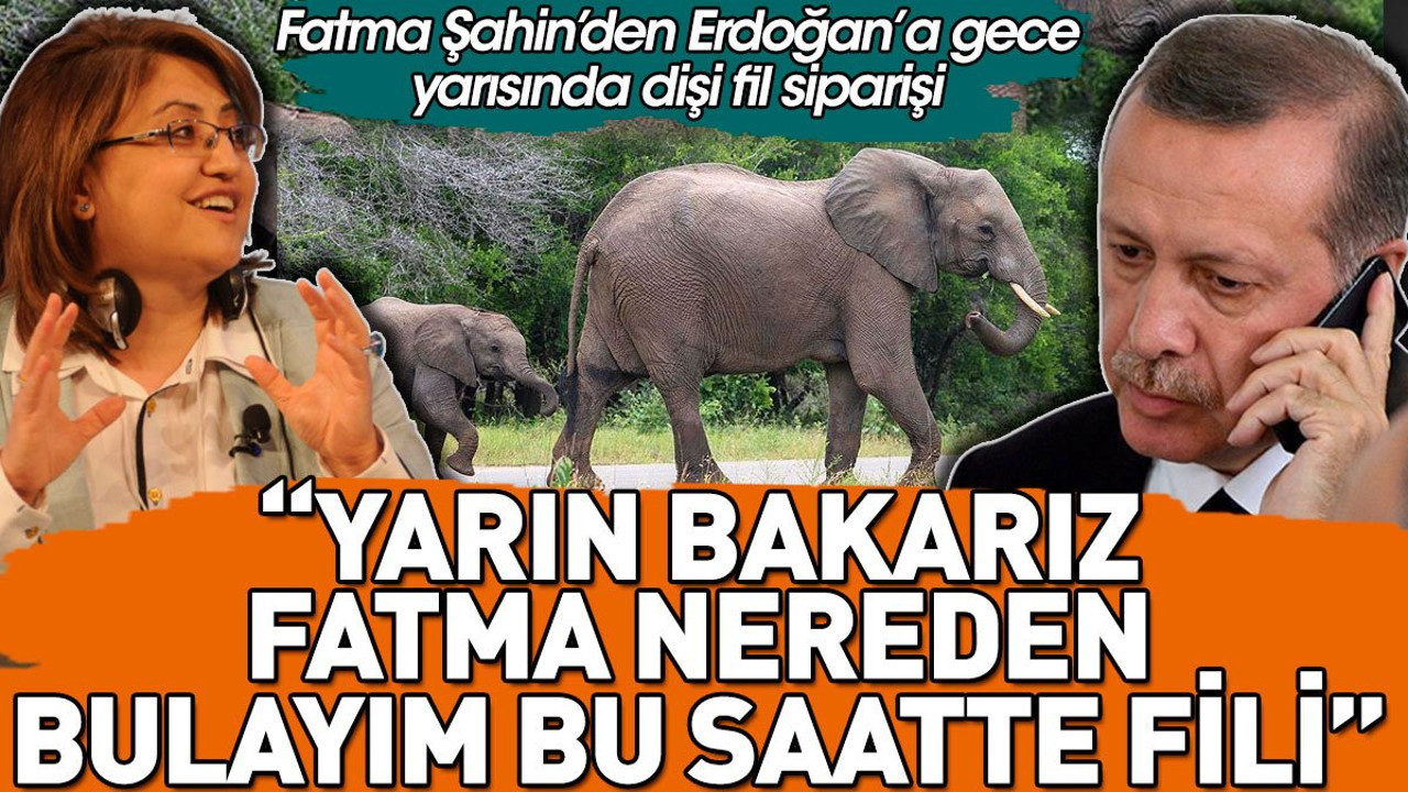 Fatma Şahin'den Erdoğan'a gece yarısında dişi fil siparişi