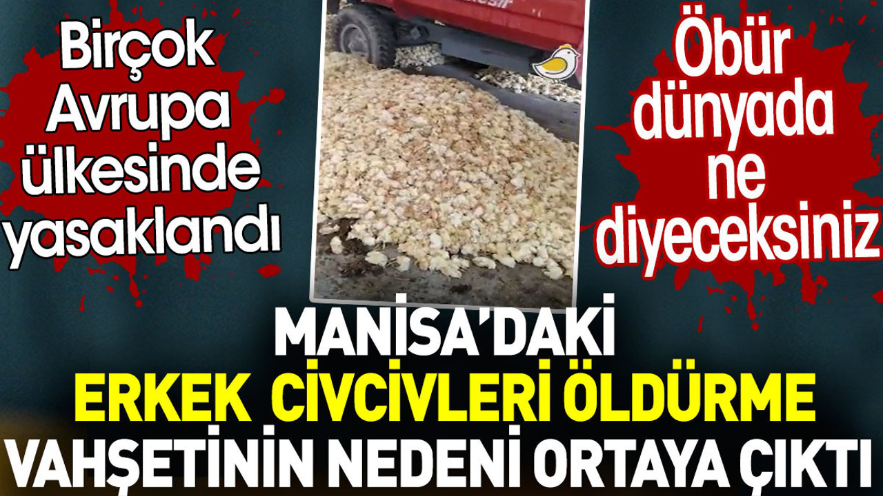 Manisa’daki erkek civcivlerin öldürülme nedeni ortaya çıktı