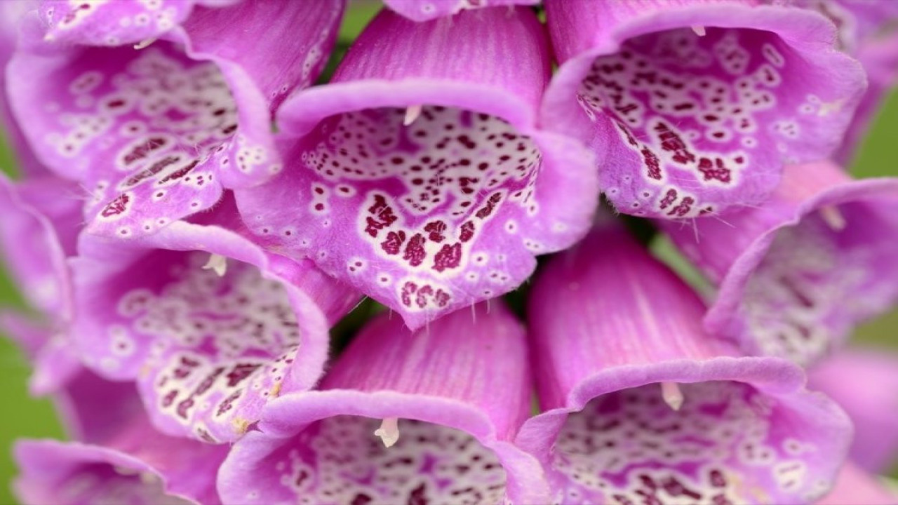 Kalbe iyi gelen mucize ot