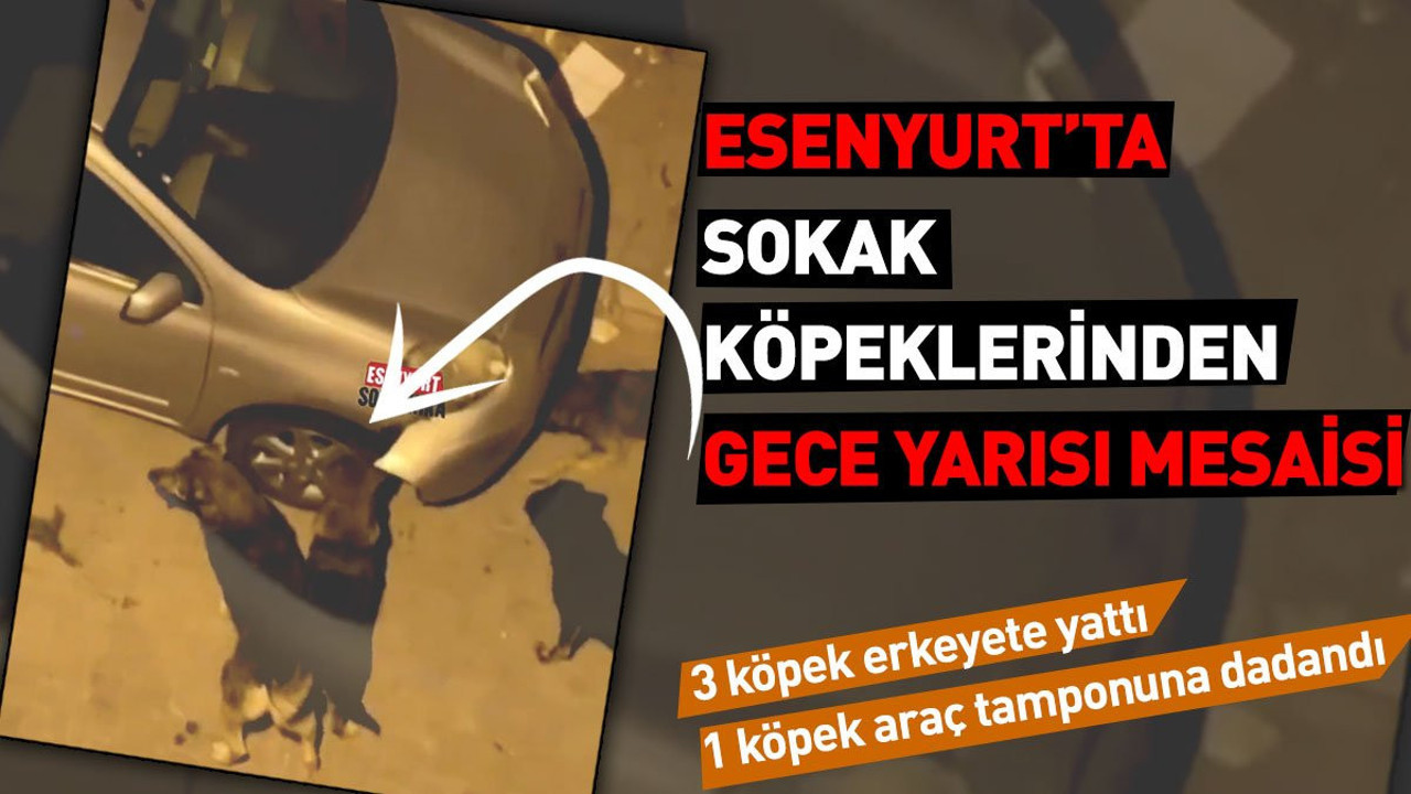 Esenyurt'ta sokak köpeklerinden gece yarısı mesaisi