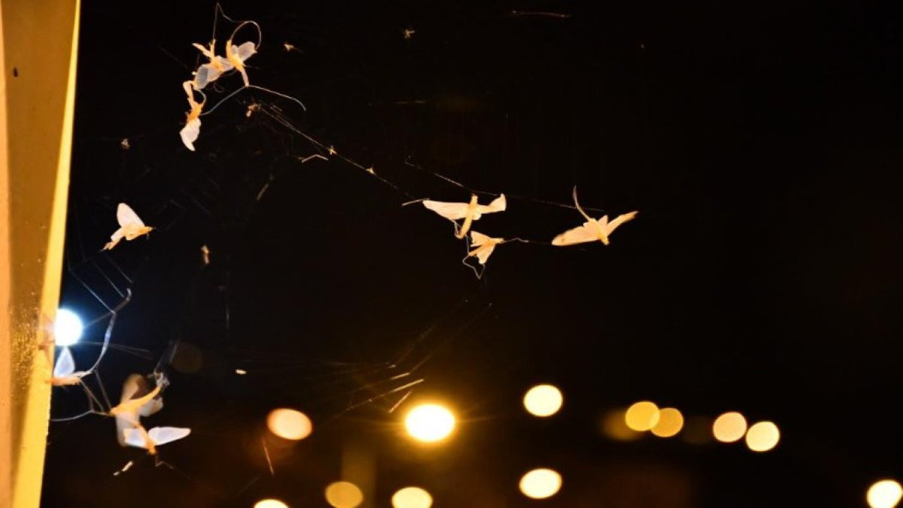 Ardahan'da 'bir günlükler'in 'ölüm uçuşu' sürüyor