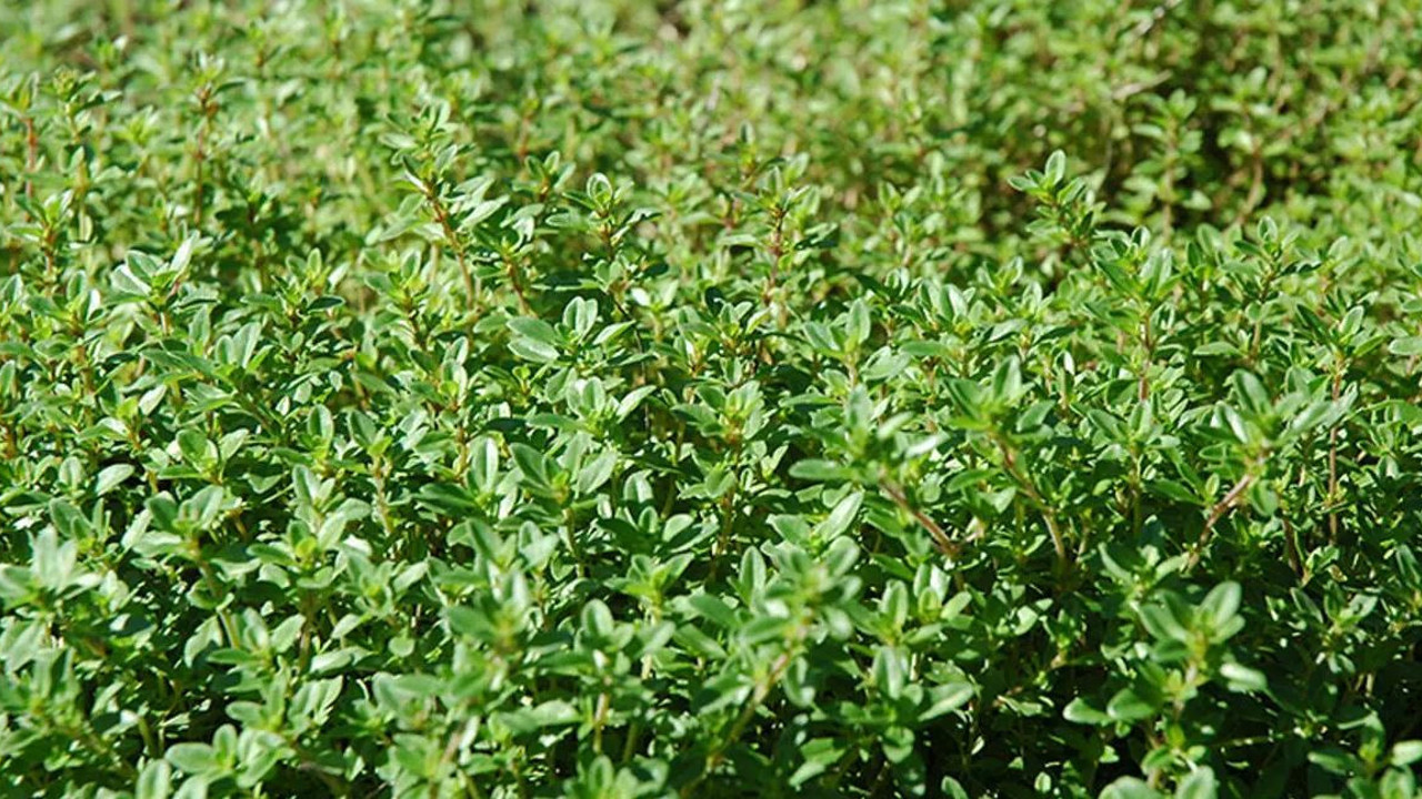 Gözlükleri çöpe attırıyor öksürüğü bıçak gibi kesiyor. Korona virüsün baş düşmanı oldu