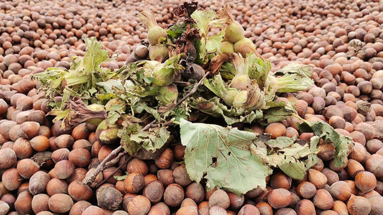 Fındık kabızlığı böyle kesiyor. Uzmanı açıkladı