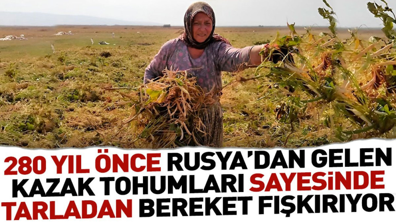 280 yıl önce Rusya'dan gelen Kazak tohumları sayesinde tarladan bereket fışkırıyor