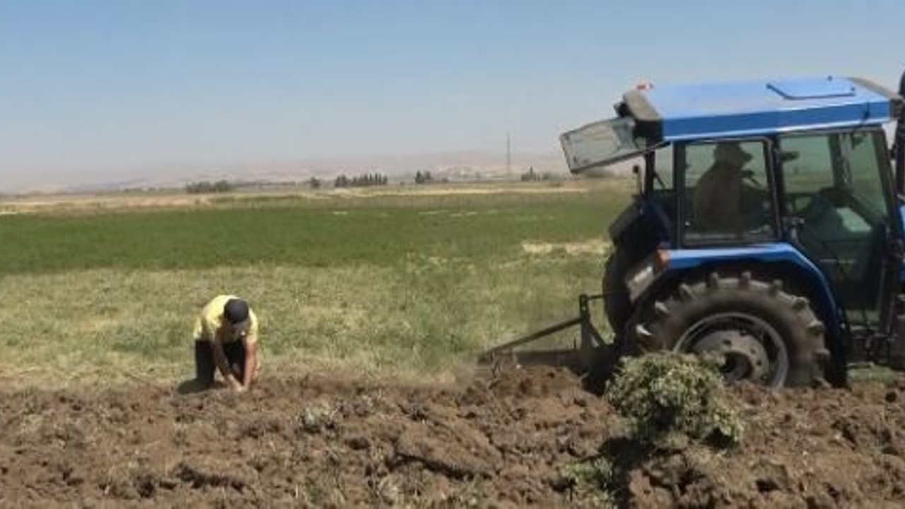Doğada kendiliğinden yetişiyor. Koca bölgenin geçim kaynağı oldu