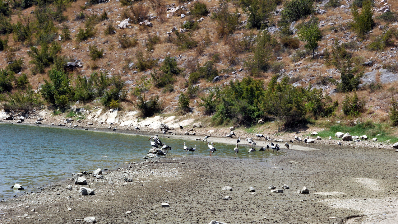 Toplu balık ölümlerinin nedeni belli oldu