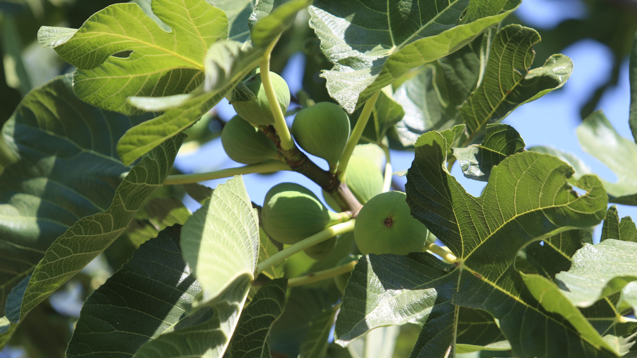 Hasadı bugün başladı tarlada kilosu 80 TL. İngilizlerin Buckingham Sarayı’nın bile sofralarını süslüyor