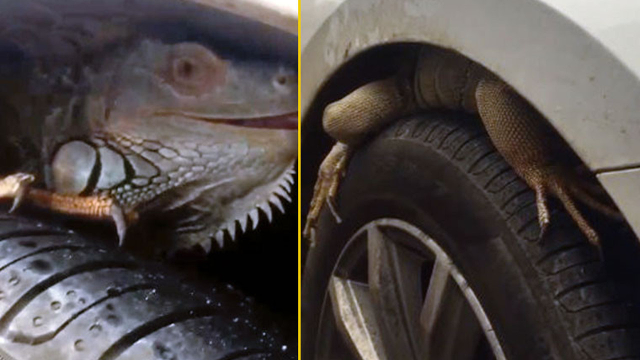 Antalya'da yaşanan inanılmaz olaydı. Arabasının lastiği üzerinde pençeyi görünce şaşkına dönmüştü