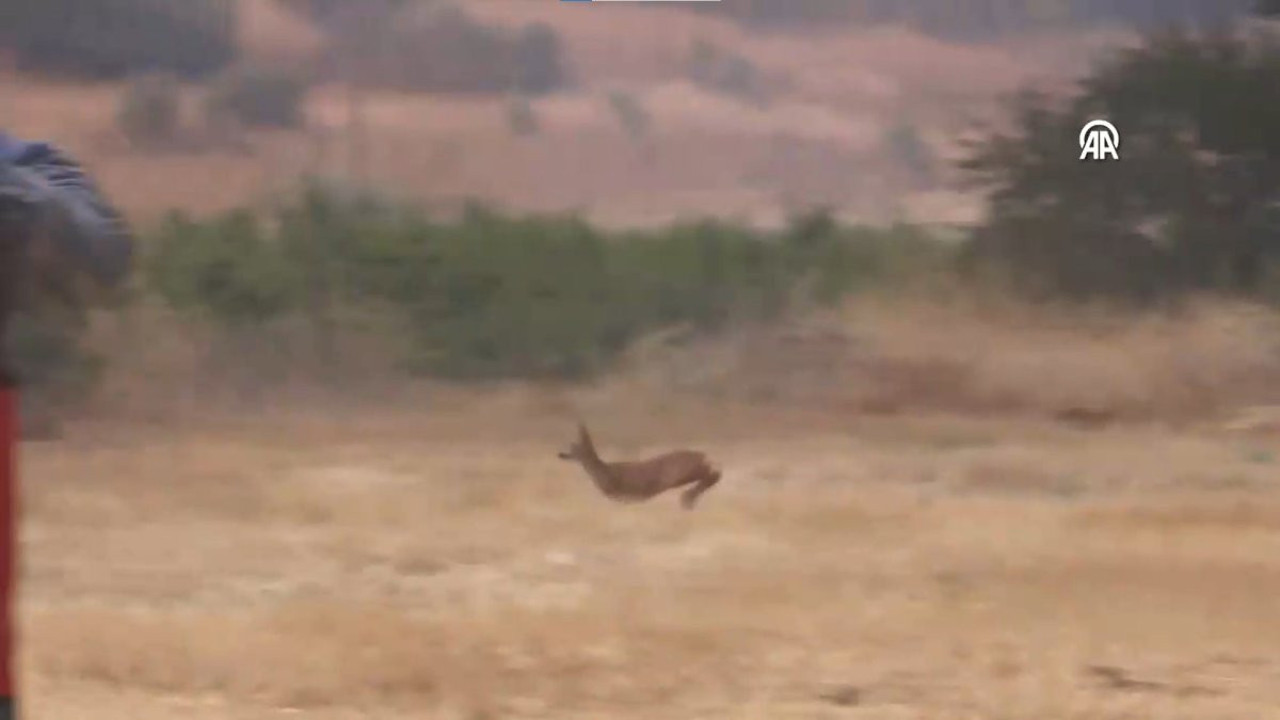 Alevlerden kaçan geyik böyle görüntülendi. Çanakkale'de tüm canlılar felaketi yaşıyor