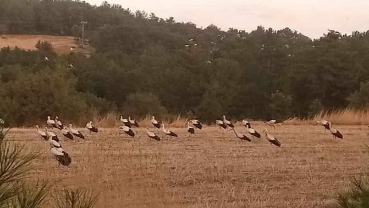 Leylekler mola verince koca ilçe elektriksiz kaldı