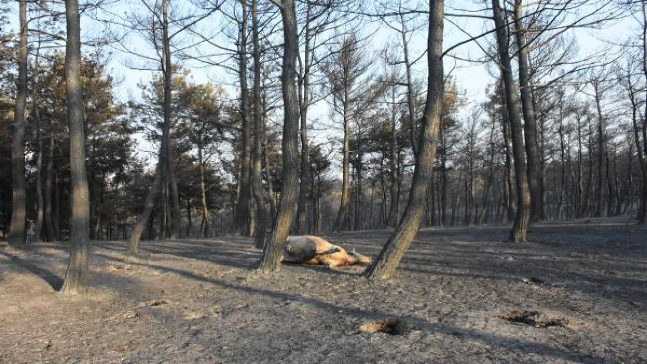 Köyler boşaltılıyor, hayvanlar telef oluyor. Yangın sonrası jandarmadan tahliye anonsu