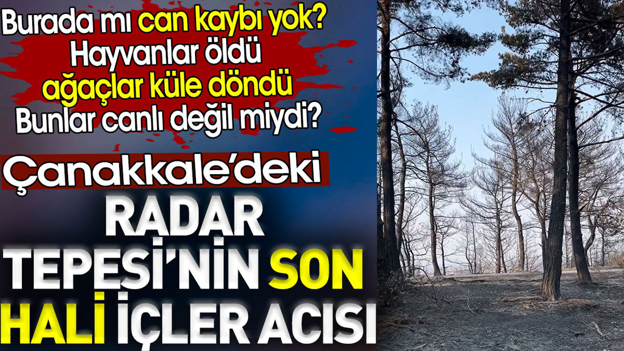 Can kaybı yok dediler. Hayvanlar öldü, ağaçlar küle döndü! Bunlar canlı değil mi