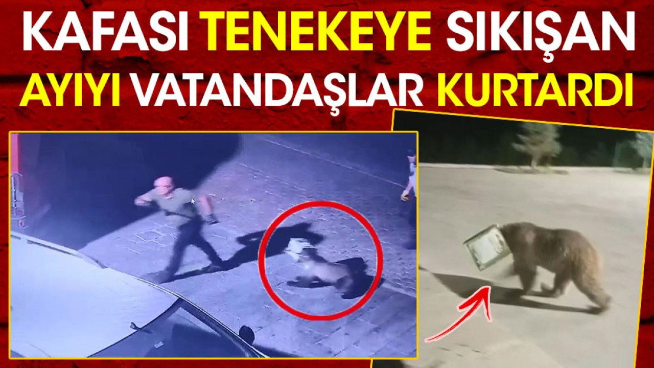 Kafası tenekeye sıkışan ayıyı vatandaş kurtardı