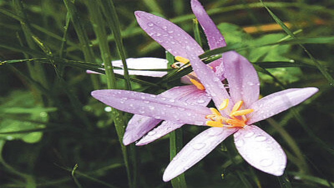 Güzçiğdemi bitkisi neye iyi geliyor?