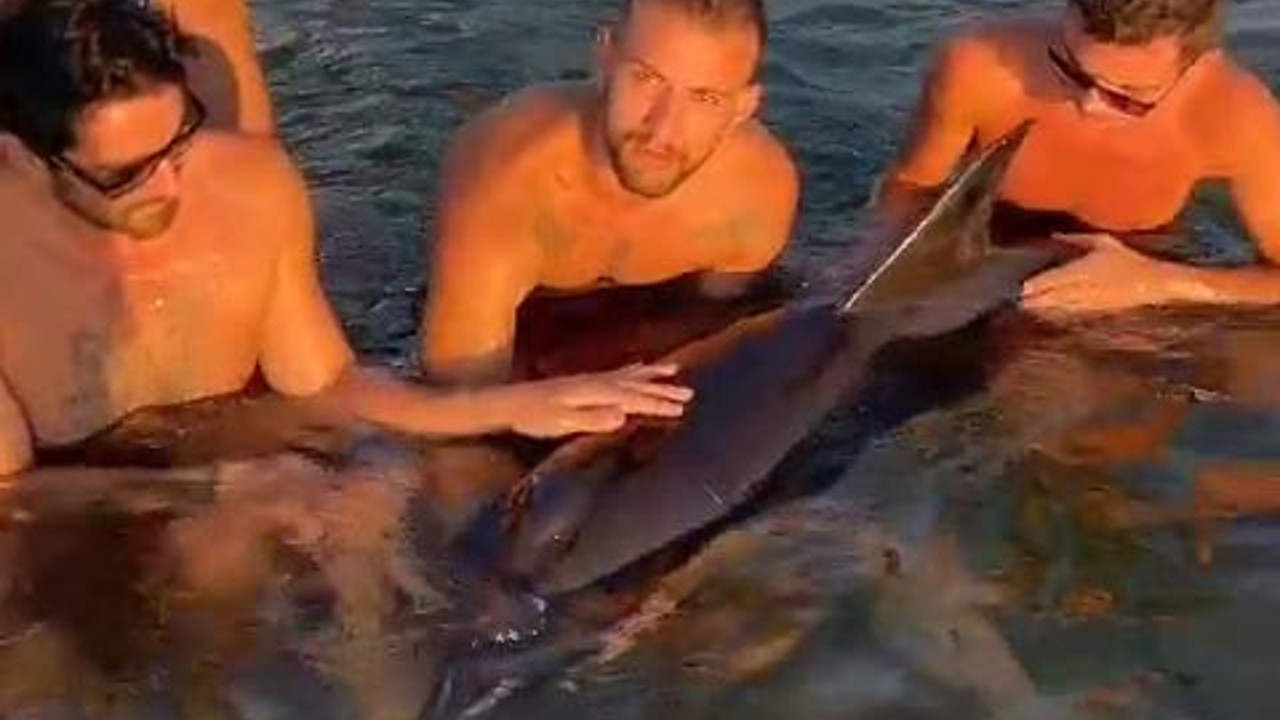 Sörfçülerin kurtardığı yaralı yunus tedaviye alındı