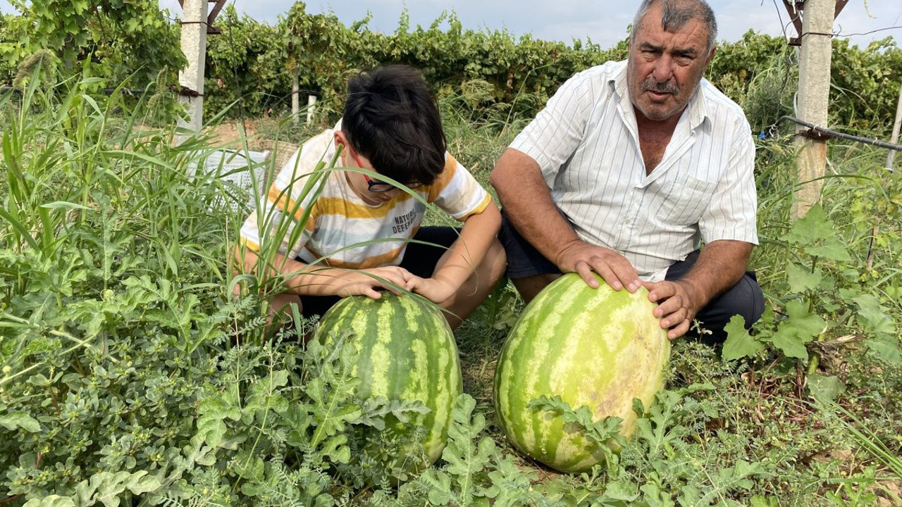 Manisa'da 30 kiloluk karpuz yetiştirildi