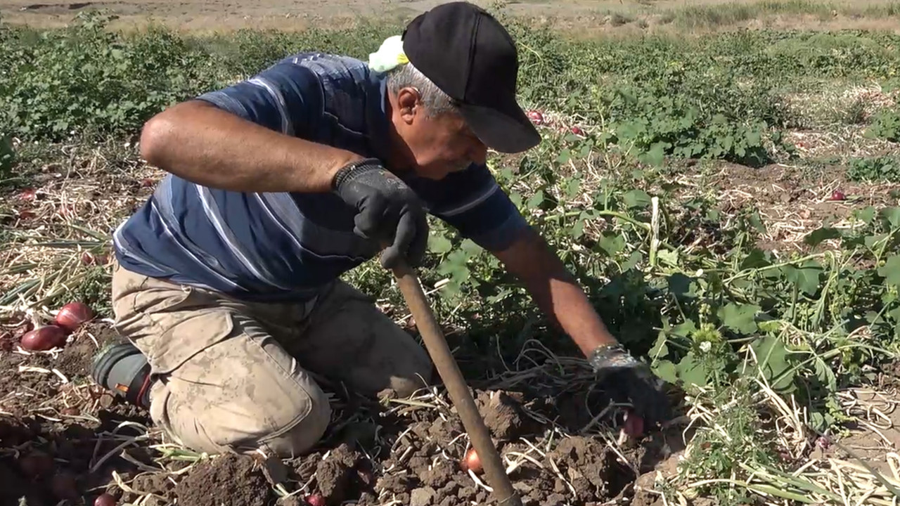 Sadece o ilçeye tarlada 14 kilosu 150 TL