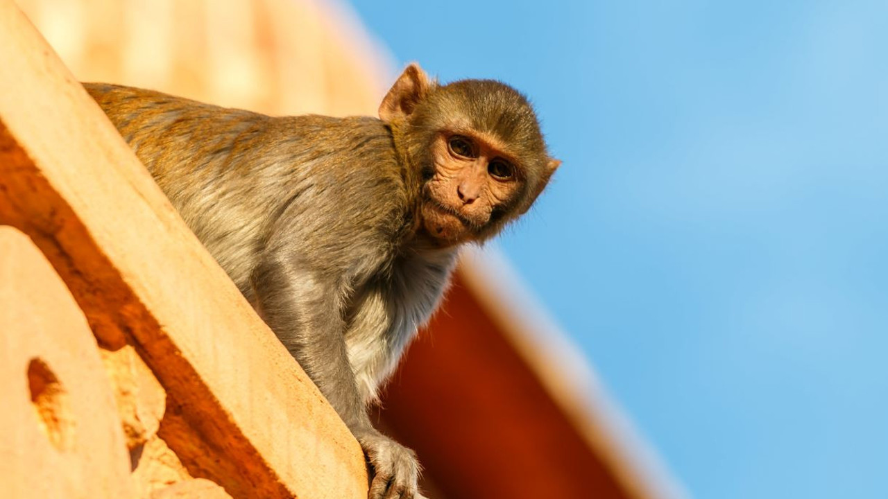 Maymun 4 aylık bebeği çatıdan attı