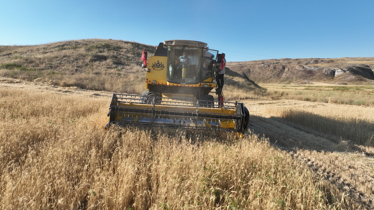 200 dönüme ekildi protein deposu çıktı. Ata tohumu metruk evde bulunmuştu