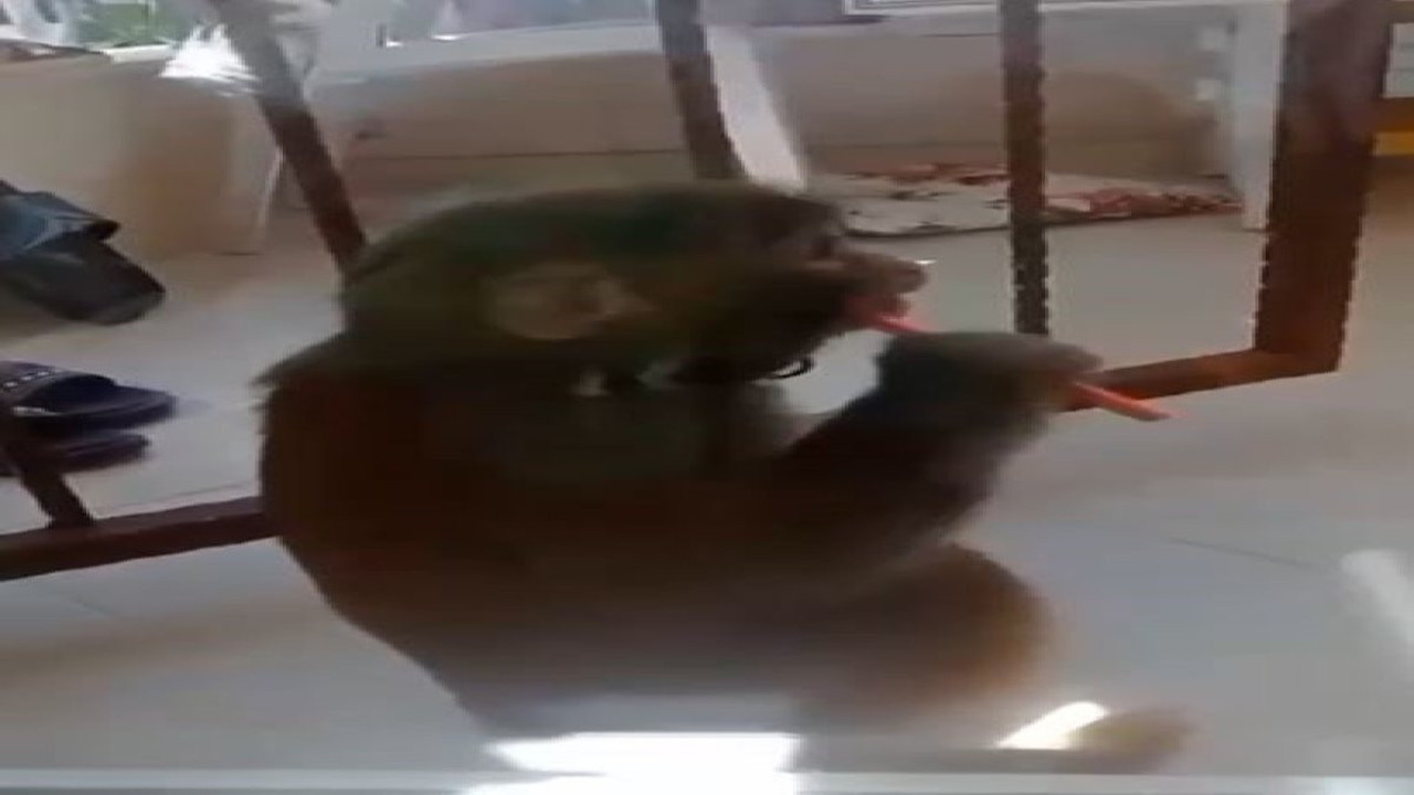 İstanbul’da maymun dehşeti