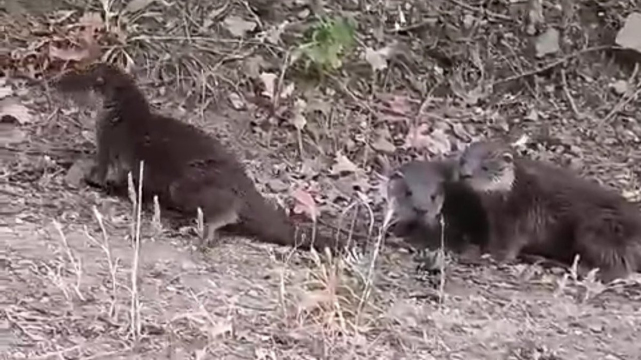 Domaniç’te nesli tükenmekte olan su samurları görüntülendi