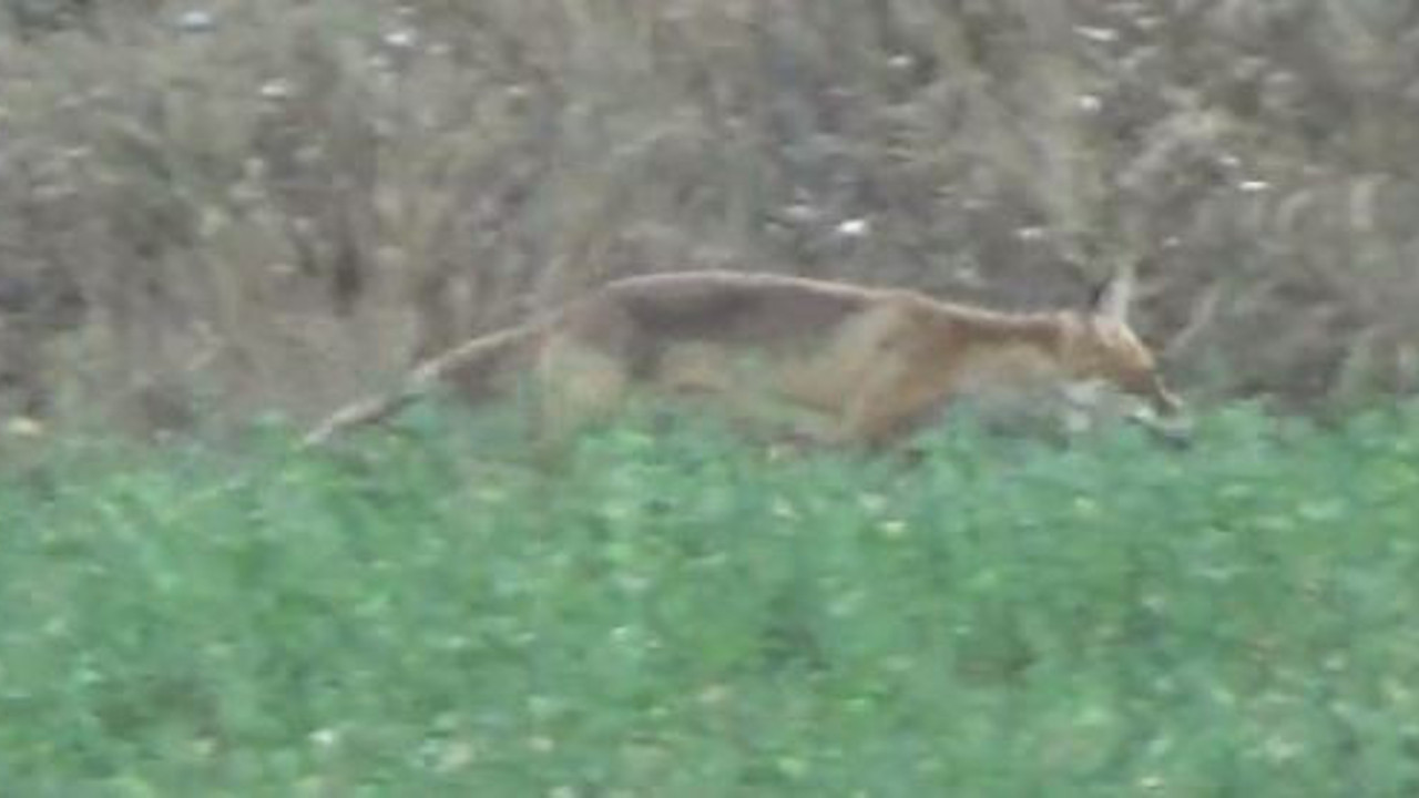 Aç kalan tilki köye indi