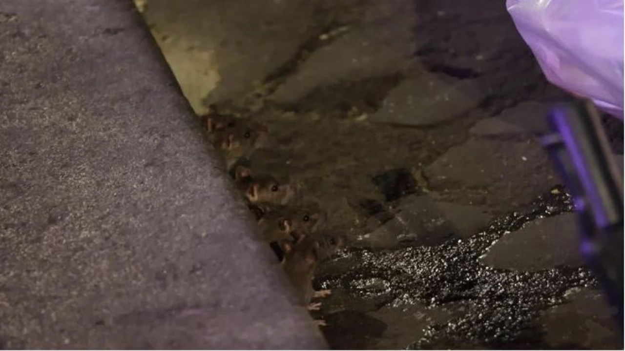 Milyonlarca fare şehri istila etti. Her köşe başından onlar çıkıyor