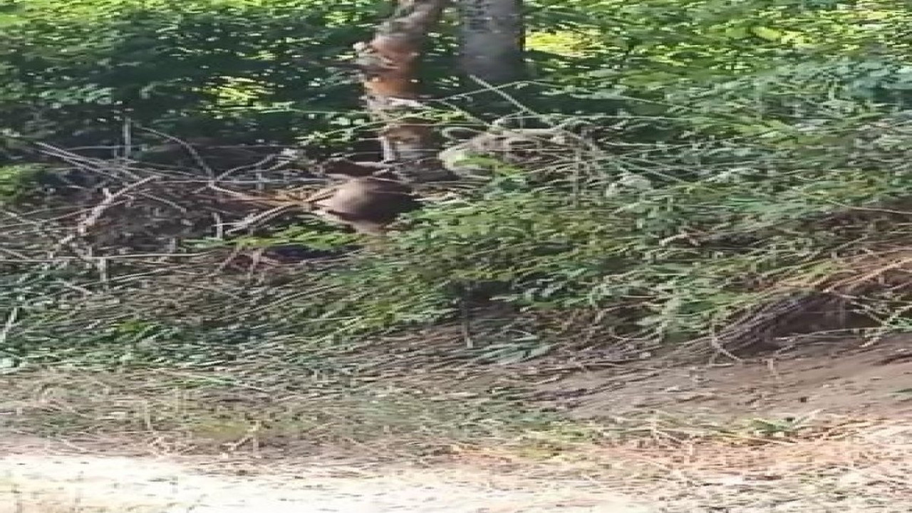 Açlıktan köye inip tele takılan ayı 2 saatlik operasyonla kurtarıldı