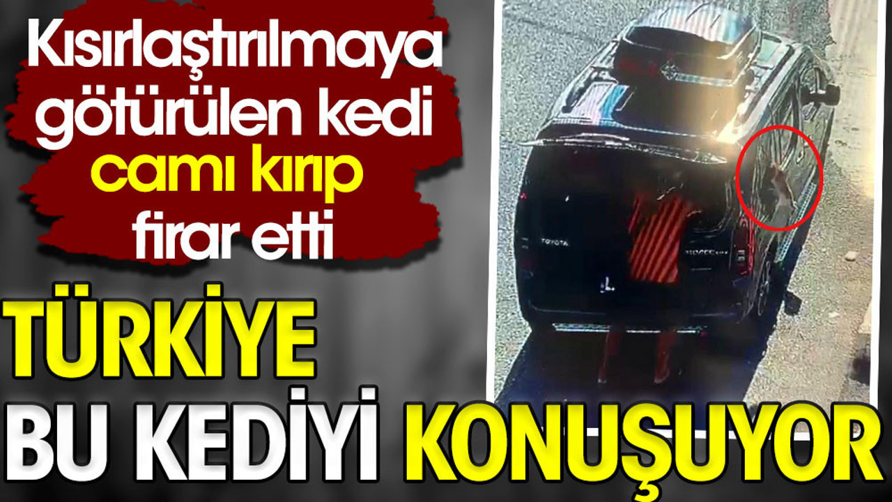 Türkiye bu kediyi konuşuyor. Kısırlaştırılmaya götürülen kedi camı kırıp firar etti