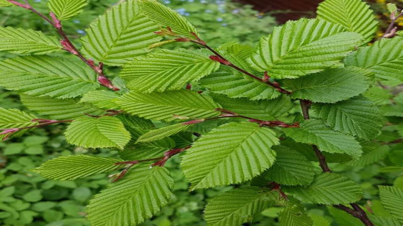 Mucize bitki Cilt hastalıklarına iyi geliyor (31 Ağustos 2023)