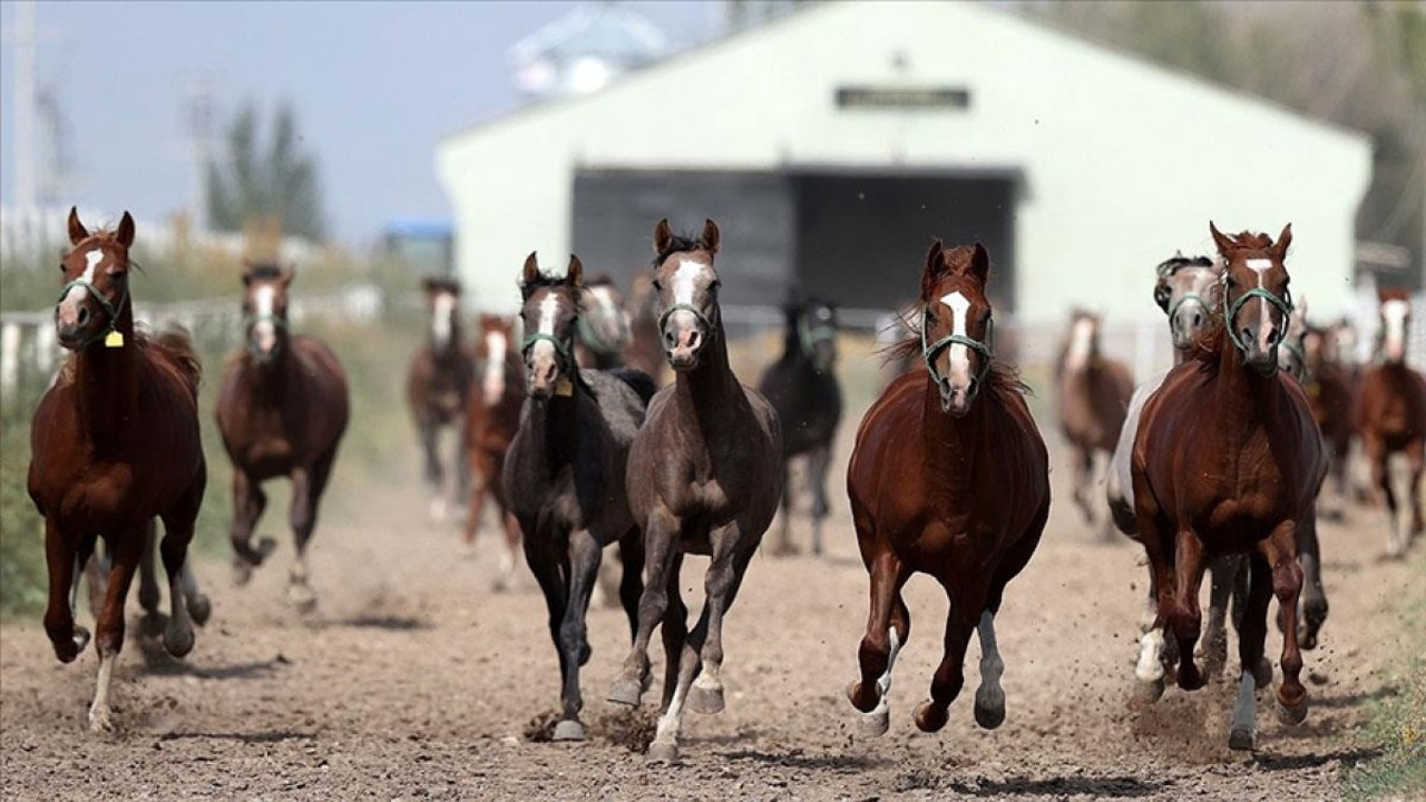 TİGEM'den 30 safkan Arap tayı satışı