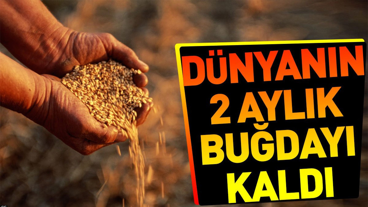 Dünya'nın 2 aylık buğdayı kaldı