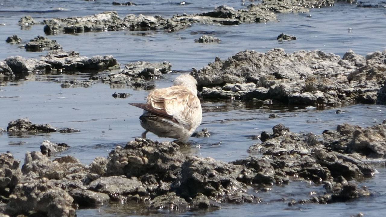 İnci kefalleri gölü terk edince martılar stresten toplu şekilde öldü